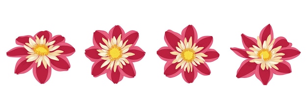 Conjunto de ilustração de flores desabrochando dália vermelha