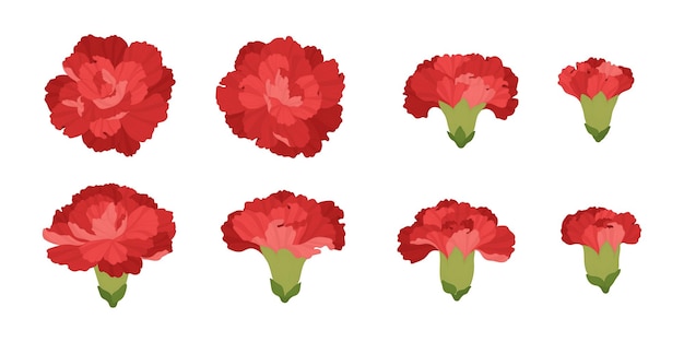 Conjunto de ilustração de flores desabrochando de cravo vermelho