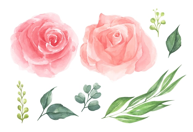 Conjunto de ilustração em aquarela de flor rosa