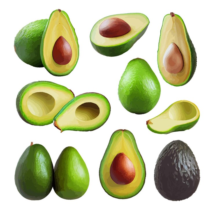 Vetor conjunto de ilustração realista de abacate isolado no fundo branco. ícones de vetor de comida vegana. saudável