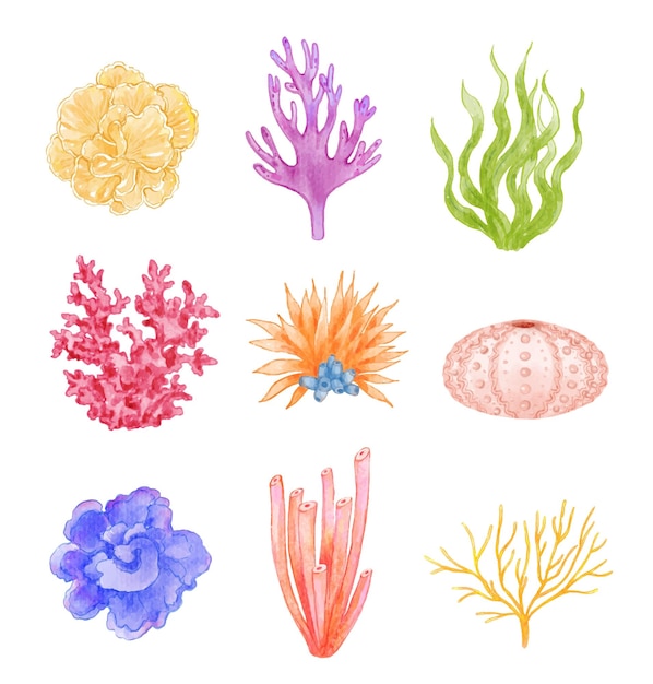 Vetor conjunto de ilustrações coloridas de aquarela de coral