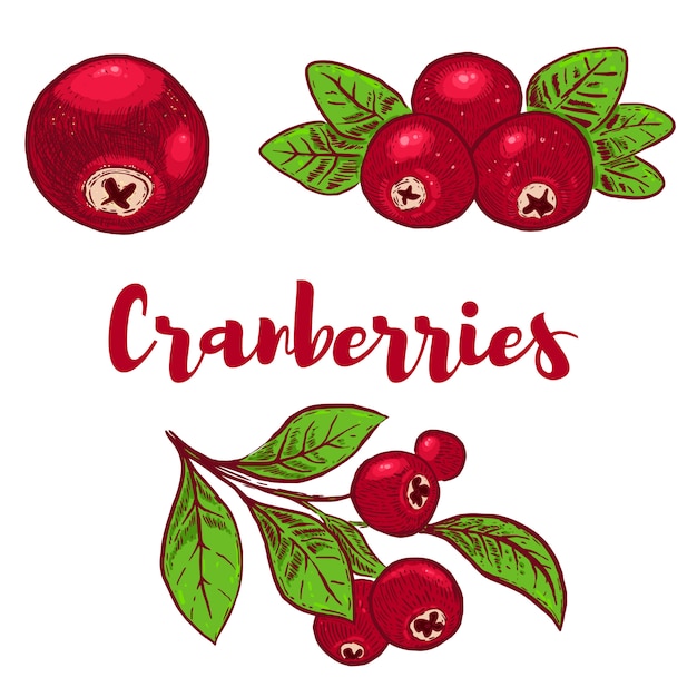 Conjunto de ilustrações coloridas de cranberries mão desenhada. elemento para cartaz, cartão ,. menu, sinal. imagem