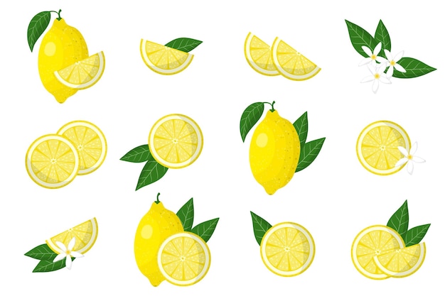 Conjunto de ilustrações com citrinos exóticos de limão, flores e folhas isoladas em um fundo branco.