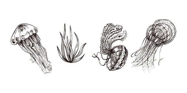 Vetor conjunto de ilustrações de águas-vivas e algas desenhadas à mão isoladas em fundo branco
