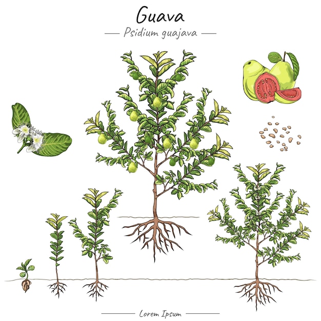 Vetor conjunto de ilustrações de árvores de goiaba psidium guajava