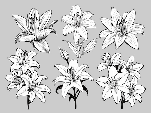 Vetor conjunto de ilustrações de lilys