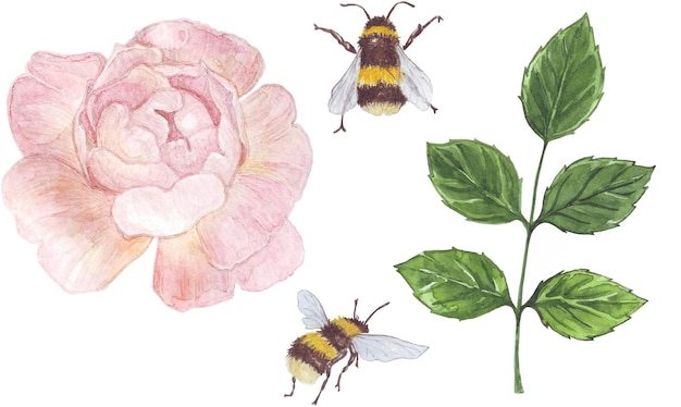 Vetor conjunto de ilustrações em aquarela sobre o tema de um jardim perfumado de abelhas rosa rosa