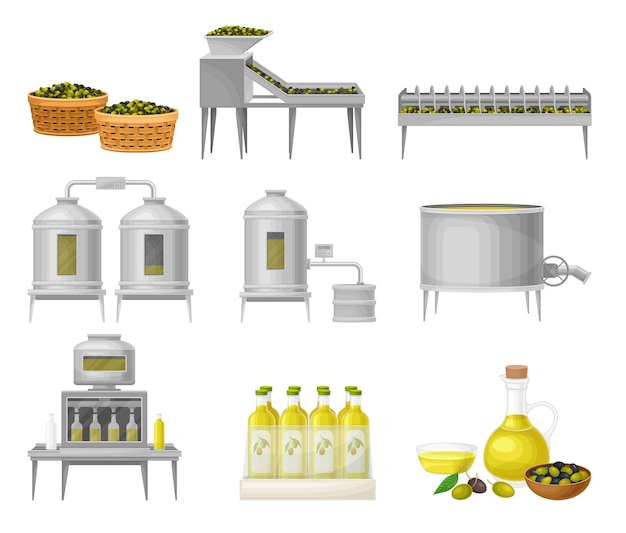 Vetor conjunto de ilustrações vetoriais de produção de azeite com colheita de frutas e extracção de gordura líquida