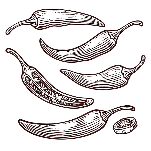 Conjunto de ilustrações vetoriais desenhadas à mão de Chili Pepper Line Art Engraving Style