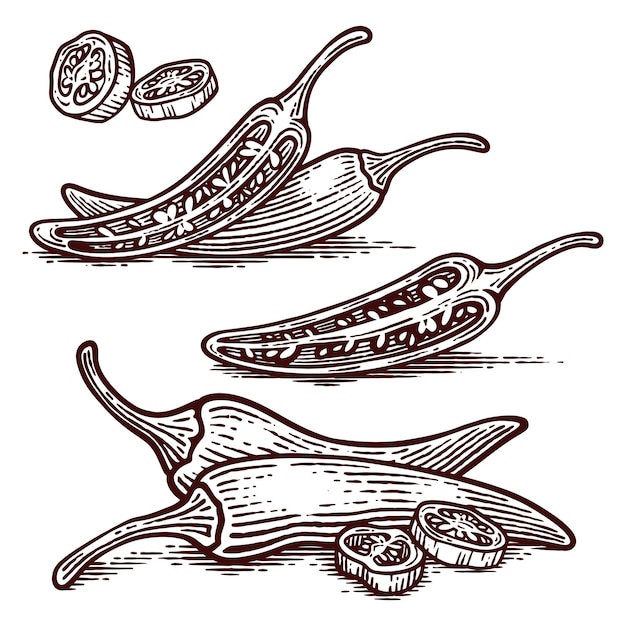 Conjunto de ilustrações vetoriais desenhadas à mão de Chili Pepper Line Art Engraving Style
