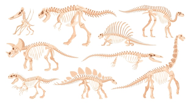 Conjunto de ilustrações vetoriais planas de ossos de fósseis de dinossauro antigo esqueleto de dinossauro dos desenhos animados