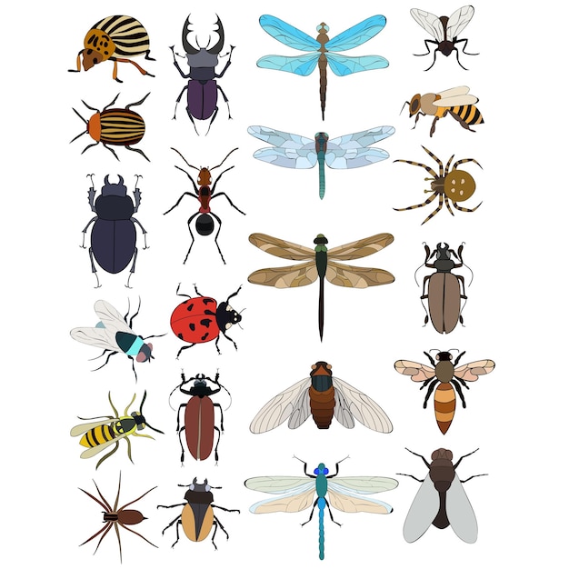 Conjunto de libélula de besouro de abelha mosca