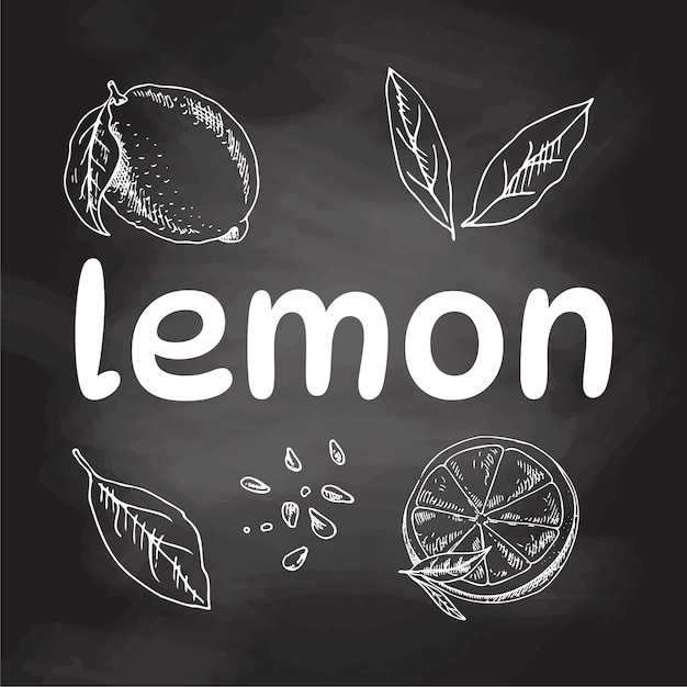 Conjunto de limão desenhado à mão vetorial, limão inteiro, pedaços fatiados, esboço de meia folha e semente, esboço branco