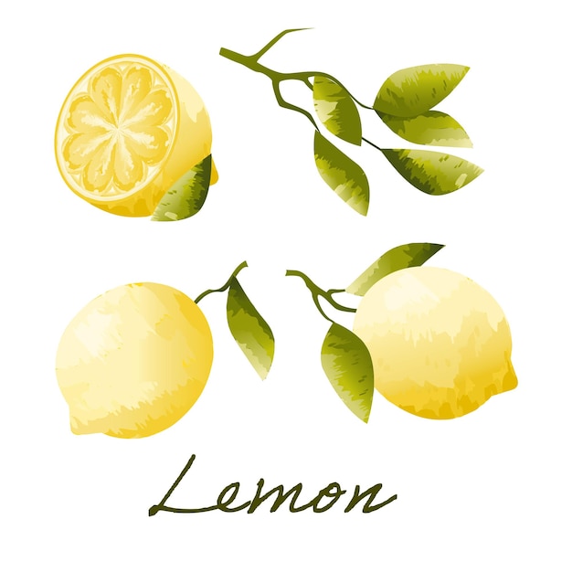 Conjunto de limões em estilo aquarela folhas de limão conjunto cítrico