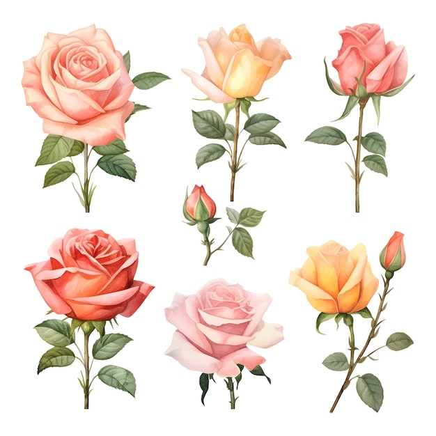 Conjunto de lindas rosas em aquarela