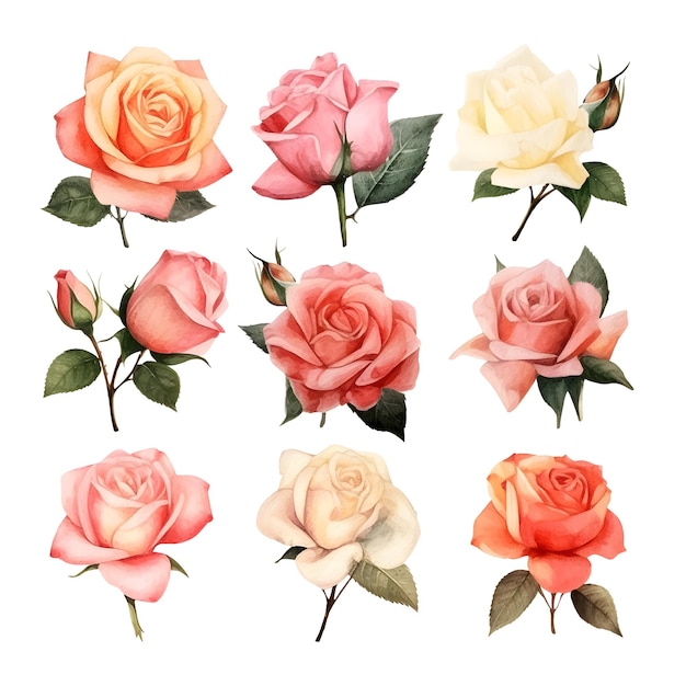 Conjunto de lindas rosas em aquarela