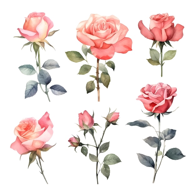 Conjunto de lindas rosas em aquarela