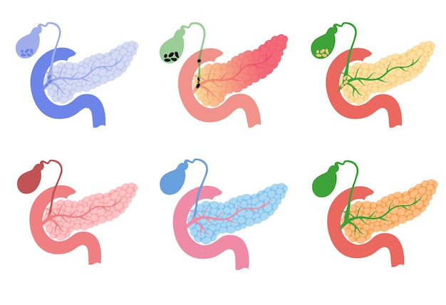 Conjunto de logotipos de anatomia do pâncreas, duodeno e vesícula biliar. Gastroenterologista e sistema digestivo