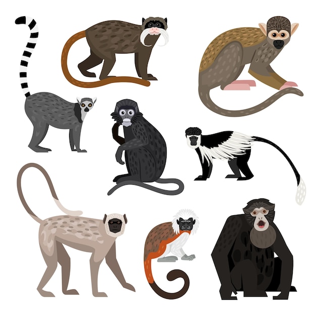 Conjunto de macaco diferente. desenhos animados de primatas da vida selvagem, personagens engraçados do zoológico, colobus lêmure de cauda anelada macaco esquilo boliviano siamang mico imperador macaco de folha escura hanuman langur algodão topo mico