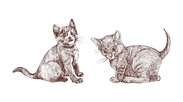 Vetor conjunto de mão desenhada de gatinhos britânicos shorthair, gravura estilo vintage