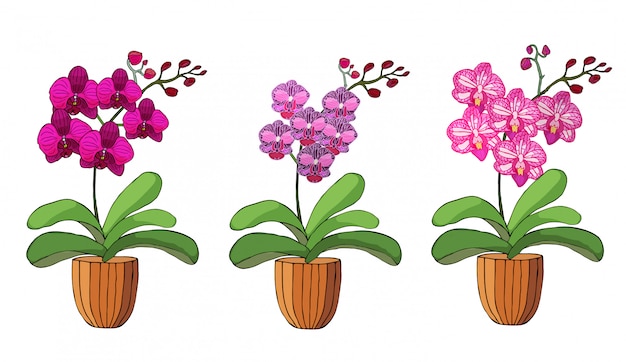 Conjunto de mão desenhada de orquídeas em vasos de flores.