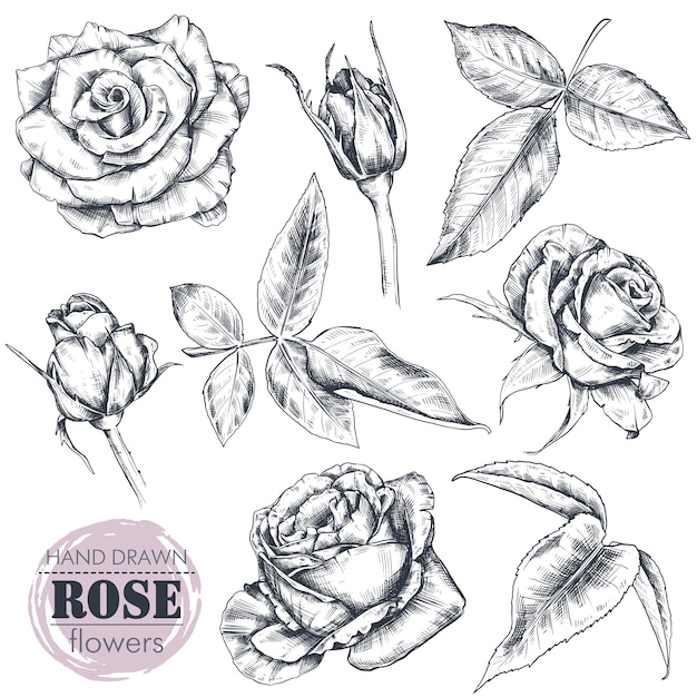 Conjunto de mão desenhada rosas flores e folhas isoladas
