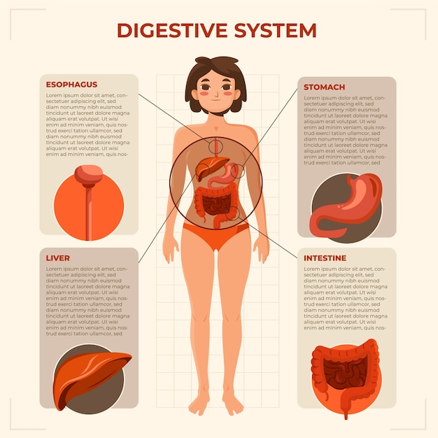 Conjunto de modelos de infografia plana do corpo humano