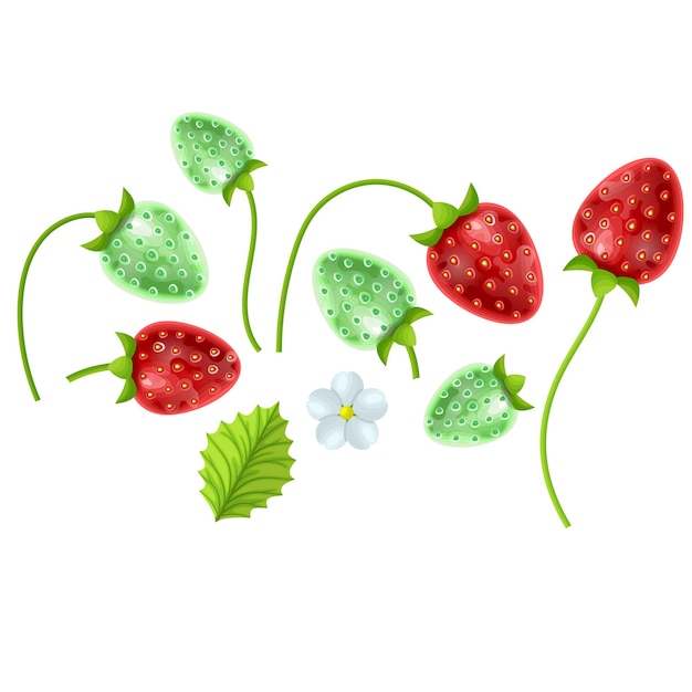 Conjunto de morangos, ilustração de um estilo de desenho animado, morango em fundo branco, formato vetorial