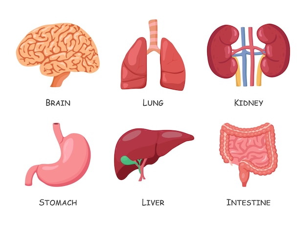 Conjunto de órgãos internos humanos Projeto de desenho animado Vetor isolado