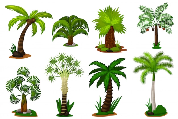 Conjunto de palmeiras. planta de palmeira de coco