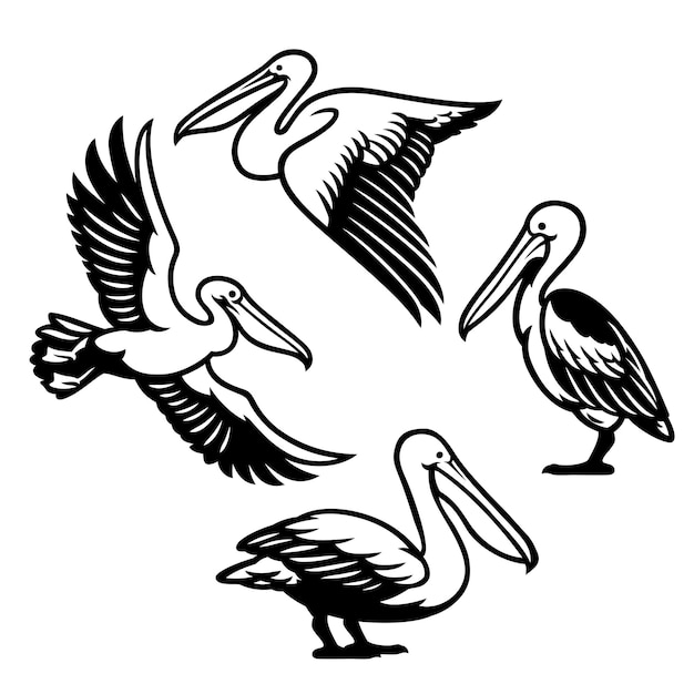 Conjunto de pássaro pelicano
