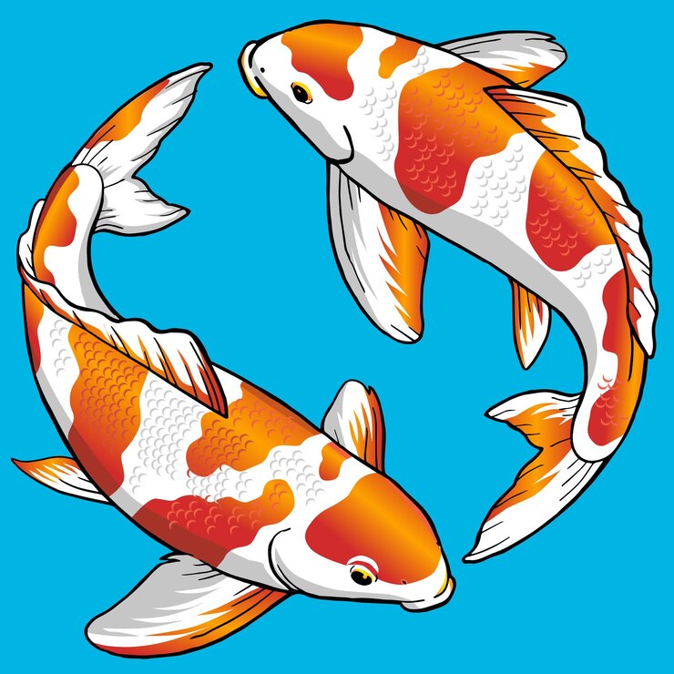 Vetor conjunto de peixes hariwake koi para pacote premium