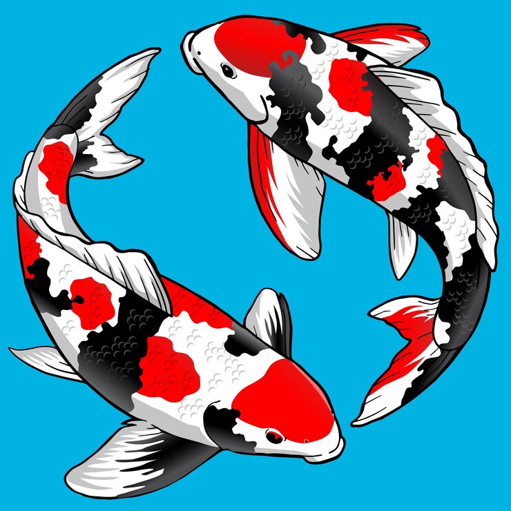 Vetor conjunto de peixes sanke koi para pacote premium