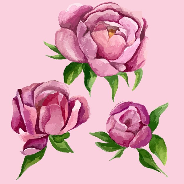 Conjunto de peônias de flores rosa aquarela desenhadas à mão