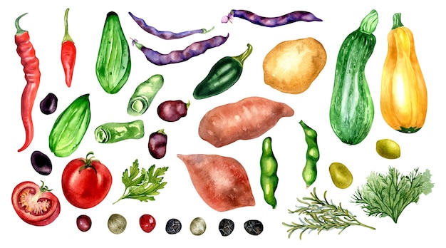 Conjunto de pimentas de pepino de tomate e ilustração em aquarela de feijão isolada em branco Batata batata