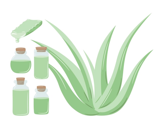 Conjunto de planta medicinal aloe vera e corte de caule suculento. planta desenhada à mão em estilo de desenho plano.