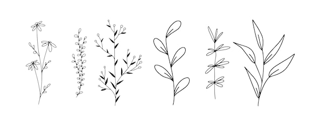 Conjunto de plantas botânicas de folhas florais desenhadas à mão ramos de esboço isolados em branco
