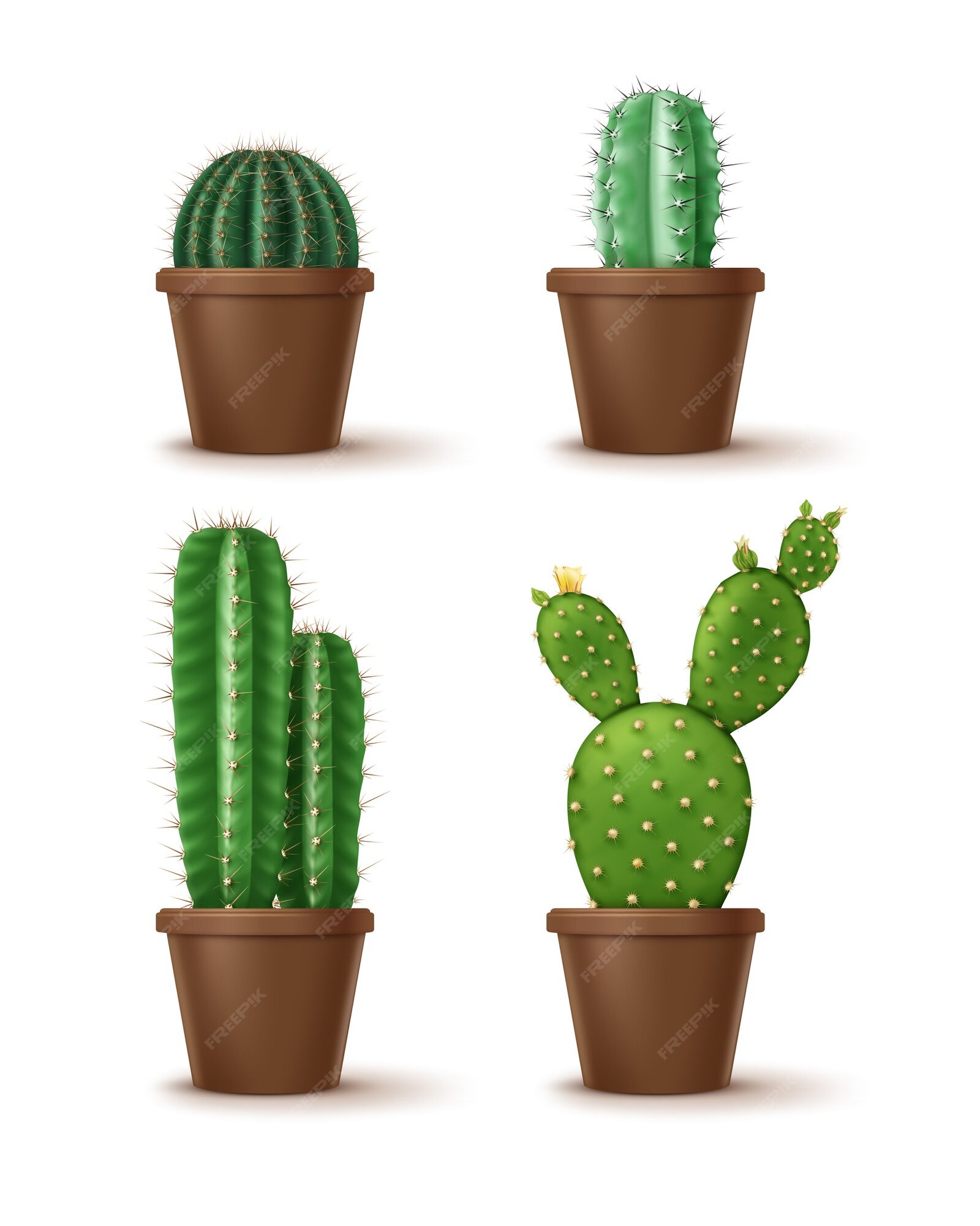 Cactos em conjunto realista de potes decorativos coloridos de 3 plantas  populares populares de cuidados fáceis closeup, Vetor Grátis