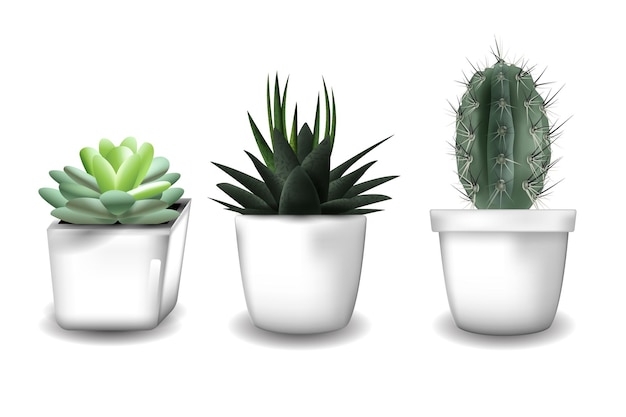 conjunto de plantas de verão