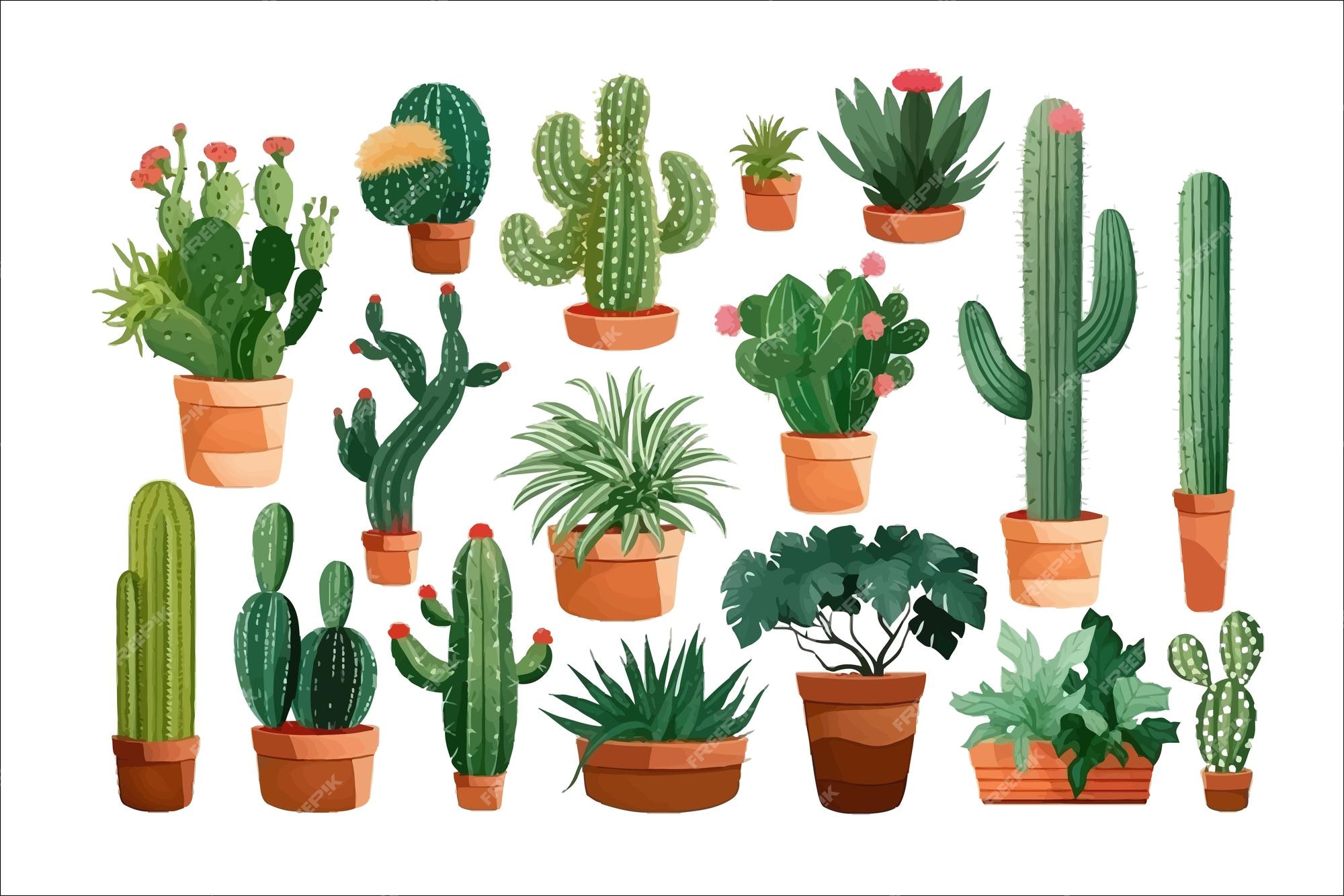 Ilustração Realista Do Vetor De Uma Planta Doméstica. Cactus Florescente  Suculento Num Vaso Ilustração do Vetor - Ilustração de desenho, cacto:  214390555