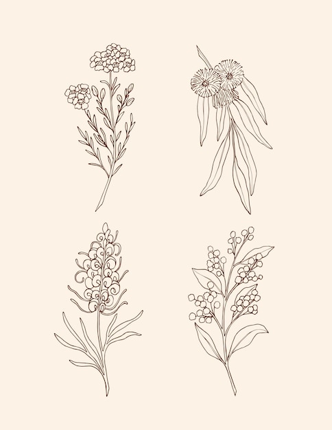 Conjunto de plantas e flores nativas da Austrália
