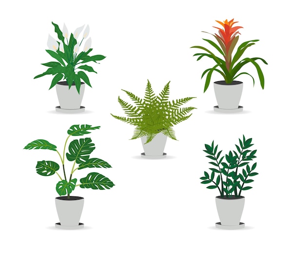 Vetor conjunto de plantas em vasos da moda para casa monstera zamioculkas guzmania spatifillum samambaia isolado em fundo branco ilustração vetorial plana