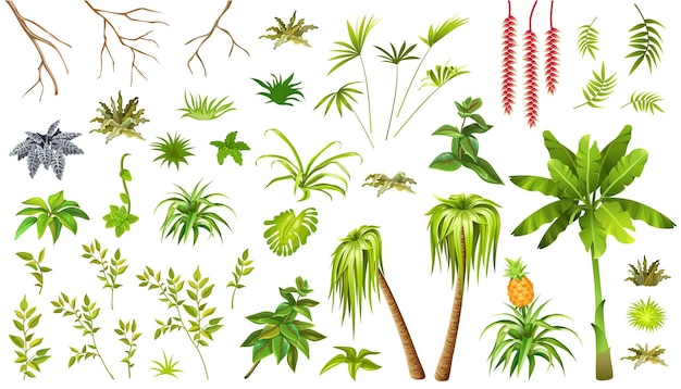 Conjunto de plantas exóticas da selva folhas de palmeira e liana ilustração vetorial isolada em fundo branco