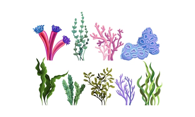 Vetor conjunto de plantas marinhas verdes, rosas, azuis, algas, esponjas, corais, ilustração vetorial