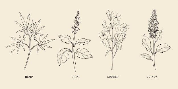 Conjunto de plantas superalimento desenhadas à mão