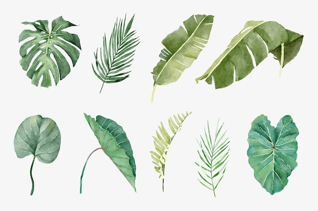 Conjunto de plantas tropicais em estilo aquarela