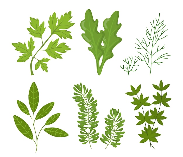 Conjunto de plantas verdes conceito hastes com folhas de diferentes formas natureza e meio ambiente ecossistema flora e botânica cartoon coleção de vetores planos isolados em fundo branco