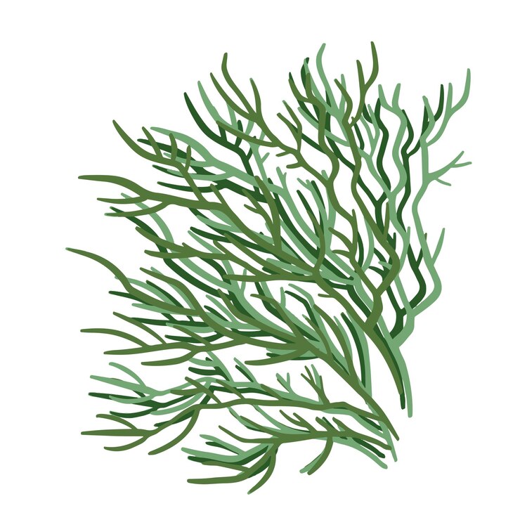 Vetor conjunto de plantas vetoriais marinhas algas desenhadas à mão