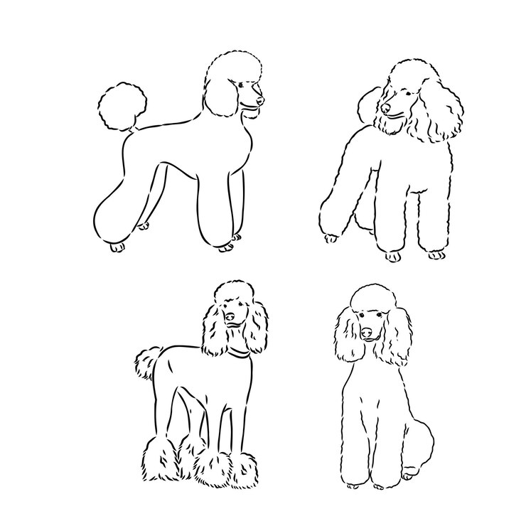 Vetor conjunto de poodle coleção de cães com pedigree ilustração branca preta de um desenho de vetor de cão poodle clássico