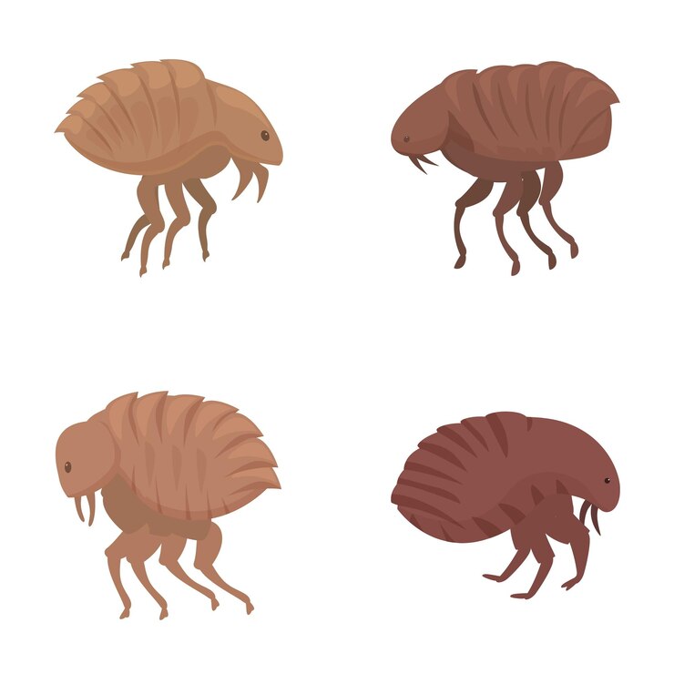 Conjunto de pulgas de desenho animado em várias poses